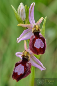 Ophrys catalaunica O. Danesch & E. Danesch