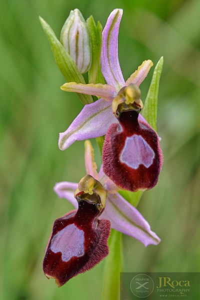 Ophrys catalaunica O. Danesch & E. Danesch