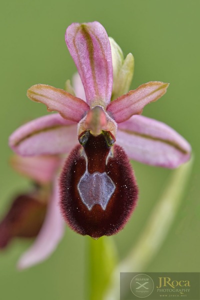 Ophrys catalaunica O. Danesch & E. Danesch