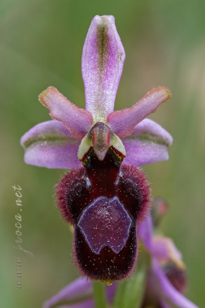 Ophrys catalaunica O. Danesch & E. Danesch