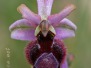 Ophrys catalaunica