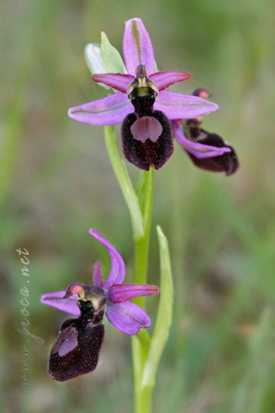 Ophrys catalaunica O. Danesch & E. Danesch