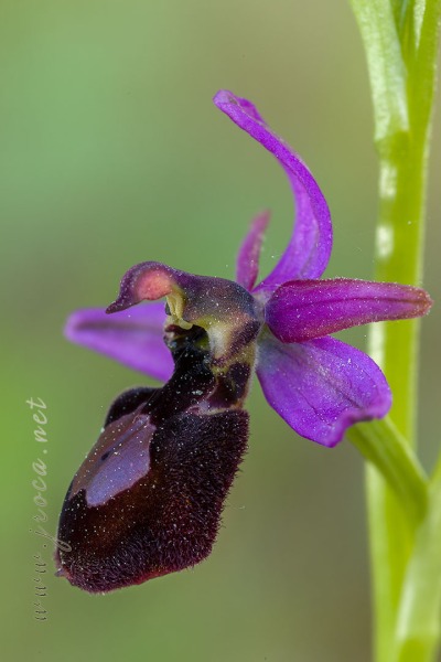 Ophrys catalaunica O. Danesch & E. Danesch