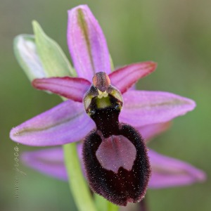 Ophrys catalaunica O. Danesch & E. Danesch