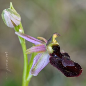 Ophrys catalaunica O. Danesch & E. Danesch