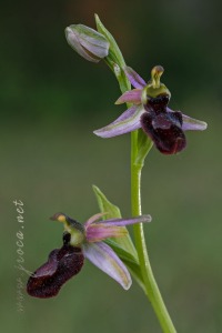 Ophrys catalaunica O. Danesch & E. Danesch