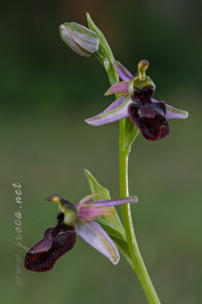 Ophrys catalaunica O. Danesch & E. Danesch