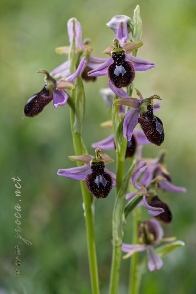 Ophrys catalaunica O. Danesch & E. Danesch