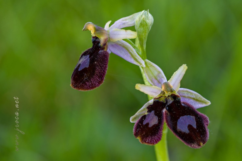 Ophrys catalaunica O. Danesch & E. Danesch