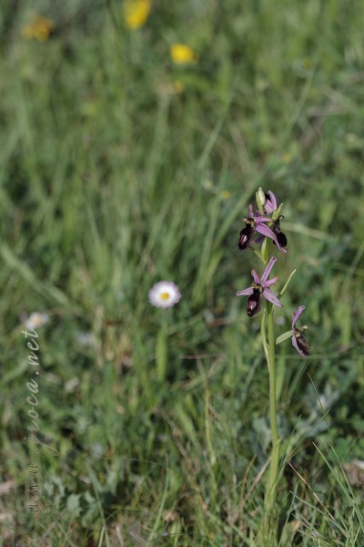 Ophrys catalaunica O. Danesch & E. Danesch