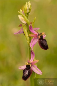 Ophrys catalaunica O. Danesch & E. Danesch