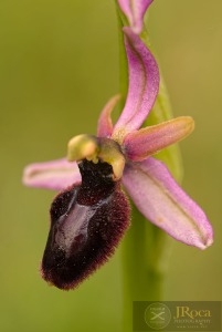 Ophrys catalaunica O. Danesch & E. Danesch