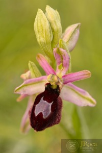 Ophrys catalaunica O. Danesch & E. Danesch