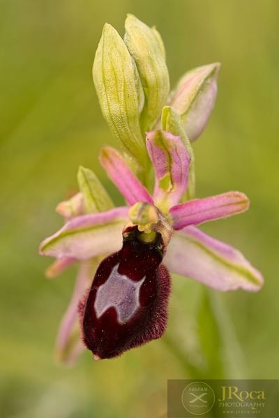 Ophrys catalaunica O. Danesch & E. Danesch