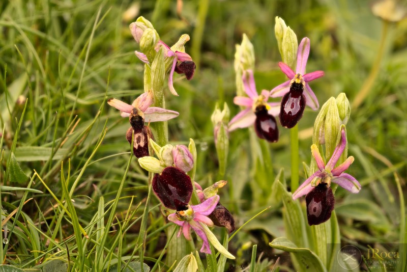 Ophrys catalaunica O. Danesch & E. Danesch
