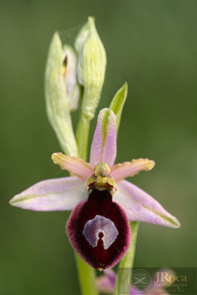 Ophrys catalaunica O. Danesch & E. Danesch