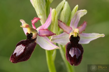 Ophrys catalaunica O. Danesch & E. Danesch