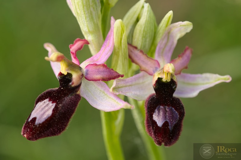 Ophrys catalaunica O. Danesch & E. Danesch