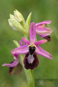 Ophrys catalaunica O. Danesch & E. Danesch