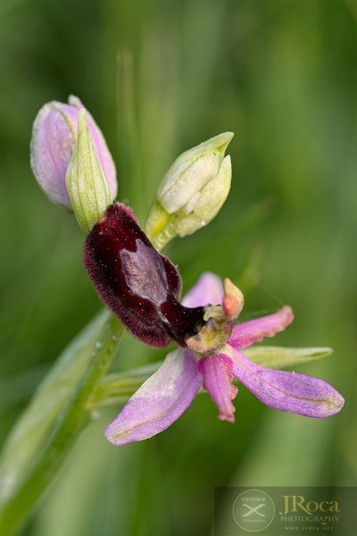 Ophrys catalaunica O. Danesch & E. Danesch