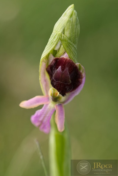 Ophrys catalaunica O. Danesch & E. Danesch