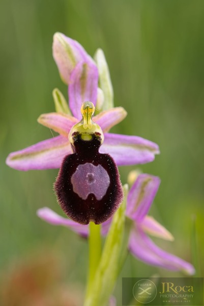 Ophrys catalaunica O. Danesch & E. Danesch