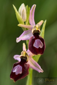 Ophrys catalaunica O. Danesch & E. Danesch