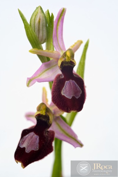 Ophrys catalaunica O. Danesch & E. Danesch