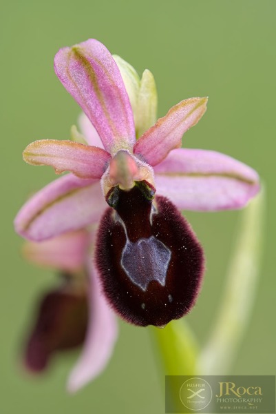 Ophrys catalaunica O. Danesch & E. Danesch
