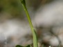 Ophrys dianica