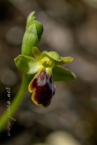 Ophrys dianica M.R. Lowe , Piera , M. B. Crespo & J.E. Arnold
