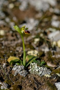 Ophrys dianica M.R. Lowe , Piera , M. B. Crespo & J.E. Arnold