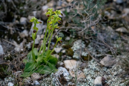 Ophrys dianica M.R. Lowe , Piera , M. B. Crespo & J.E. Arnold
