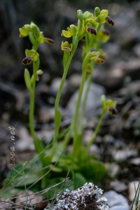 Ophrys dianica M.R. Lowe , Piera , M. B. Crespo & J.E. Arnold