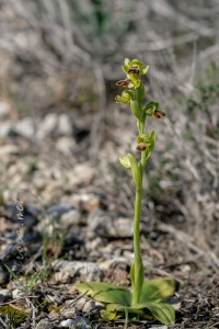 Ophrys dianica M.R. Lowe , Piera , M. B. Crespo & J.E. Arnold