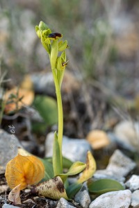 Ophrys dianica M.R. Lowe , Piera , M. B. Crespo & J.E. Arnold