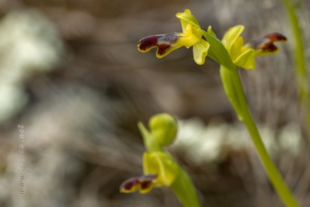 Ophrys dianica M.R. Lowe , Piera , M. B. Crespo & J.E. Arnold
