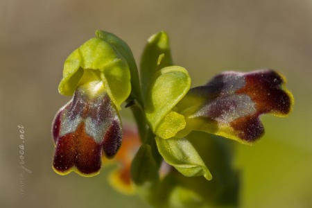 Ophrys dianica M.R. Lowe , Piera , M. B. Crespo & J.E. Arnold