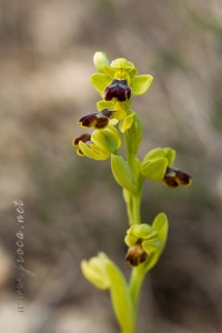 Ophrys dianica M.R. Lowe , Piera , M. B. Crespo & J.E. Arnold