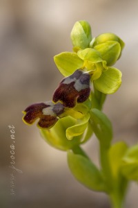 Ophrys dianica M.R. Lowe , Piera , M. B. Crespo & J.E. Arnold