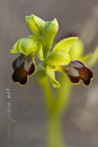 Ophrys dianica M.R. Lowe , Piera , M. B. Crespo & J.E. Arnold