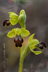 Ophrys dianica M.R. Lowe , Piera , M. B. Crespo & J.E. Arnold