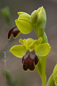 Ophrys dianica M.R. Lowe , Piera , M. B. Crespo & J.E. Arnold