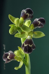 Ophrys dyris Maire