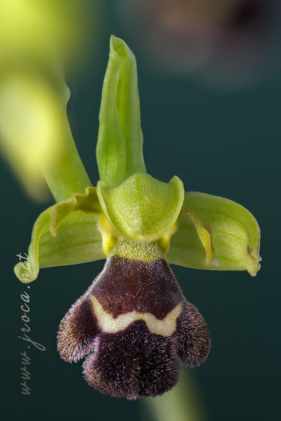 Ophrys dyris Maire