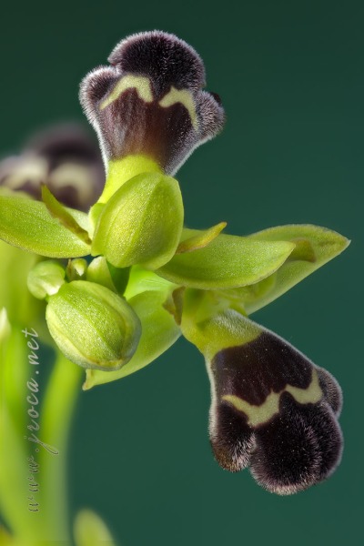 Ophrys dyris Maire