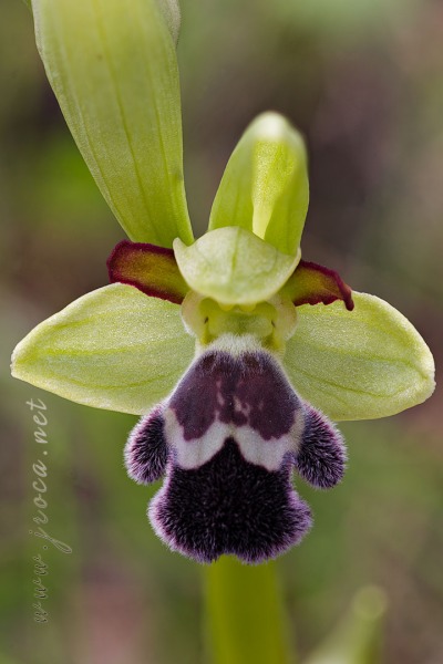 Ophrys dyris Maire