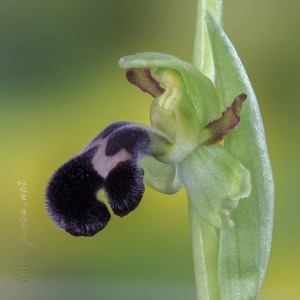 Ophrys dyris Maire