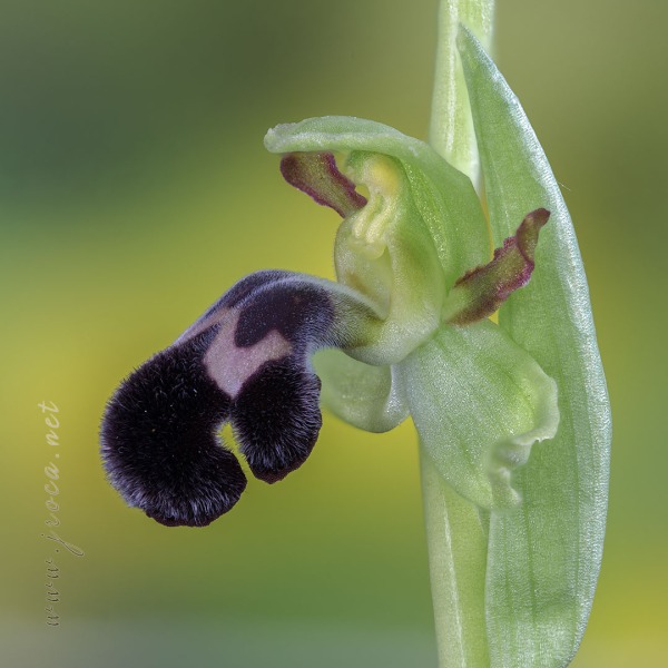 Ophrys dyris Maire