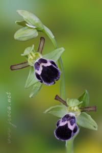 Ophrys dyris Maire